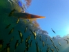 BRC_0677UnderKayakFishChassahowitzaRive2014Ron